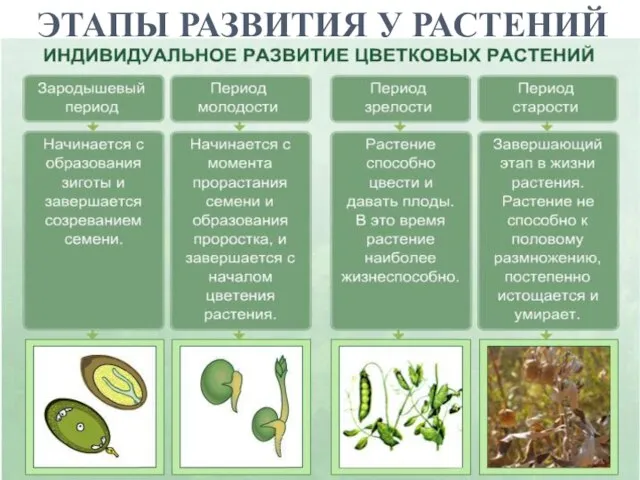 ЭТАПЫ РАЗВИТИЯ У РАСТЕНИЙ