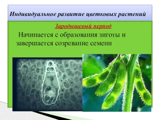 Индивидуальное развитие цветковых растений Зародышевый период Начинается с образования зиготы и завершается созревание семени