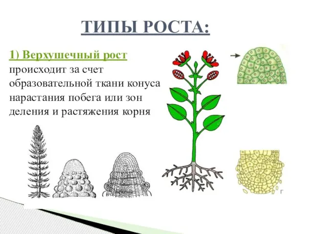 1) Верхушечный рост происходит за счет образовательной ткани конуса нарастания побега