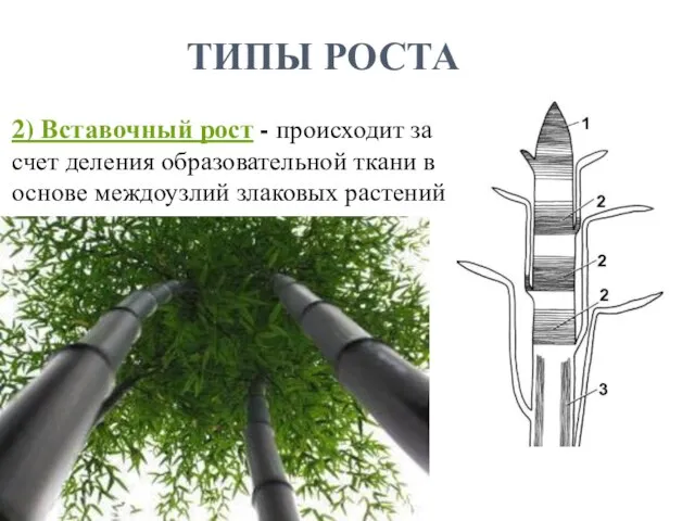 2) Вставочный рост - происходит за счет деления образовательной ткани в