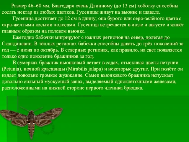 Размер 46–60 мм. Благодаря очень Длинному (до 13 см) хоботку способны