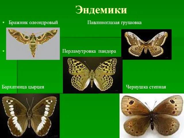 Эндемики Бражник олеондровый Павлиноглазая грушовка Перламутровка пандора Бархатница цырцея Чернушка степная