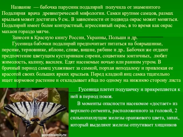 Название — бабочка парусник подалирий получила от знаменитого Подалирия врача древнегреческой