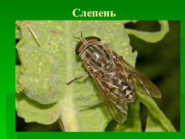 Слепень