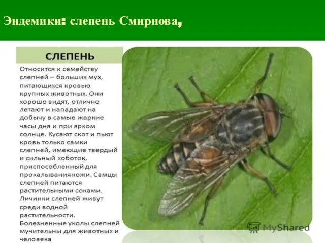 Эндемики: слепень Смирнова,