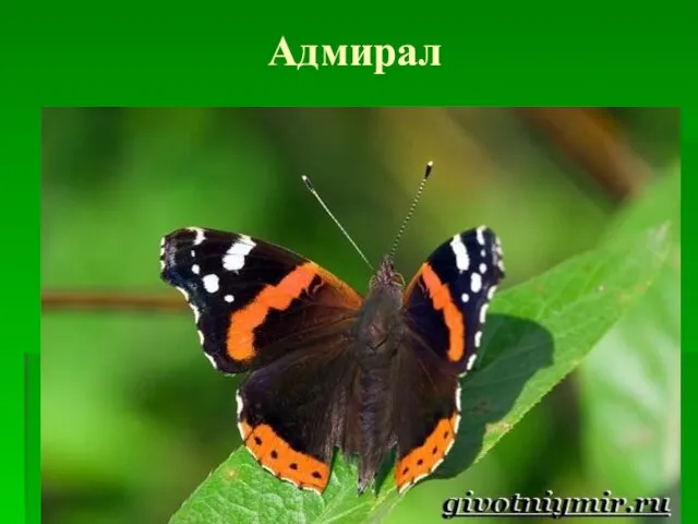 Адмирал