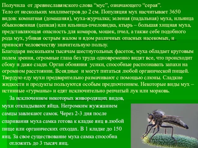 Получила от древнеславянского слова “мус”, означающего “серая”. Тело от нескольких миллиметров