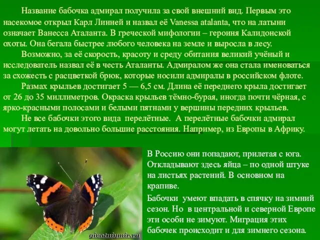 Название бабочка адмирал получила за свой внешний вид. Первым это насекомое