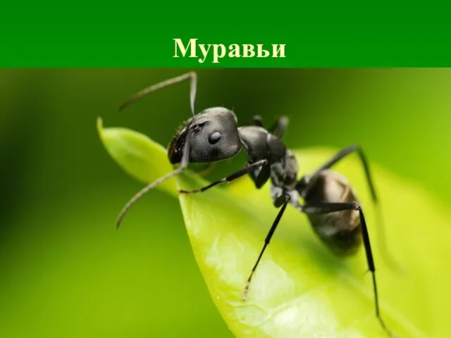 Муравьи