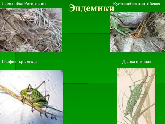 Эндемики Лесолюбка Ретовского Кустолюбка понтийская Изофия крымская Дыбка степная