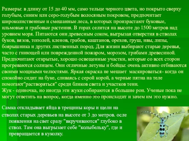 Размеры: в длину от 15 до 40 мм, само тельце черного