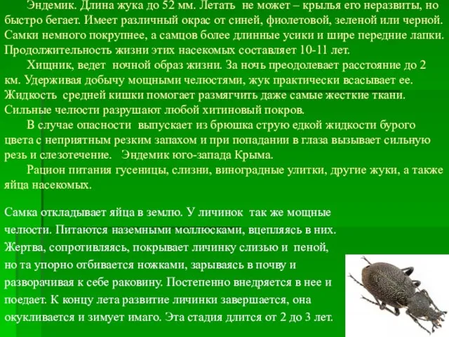 Эндемик. Длина жука до 52 мм. Летать не может – крылья