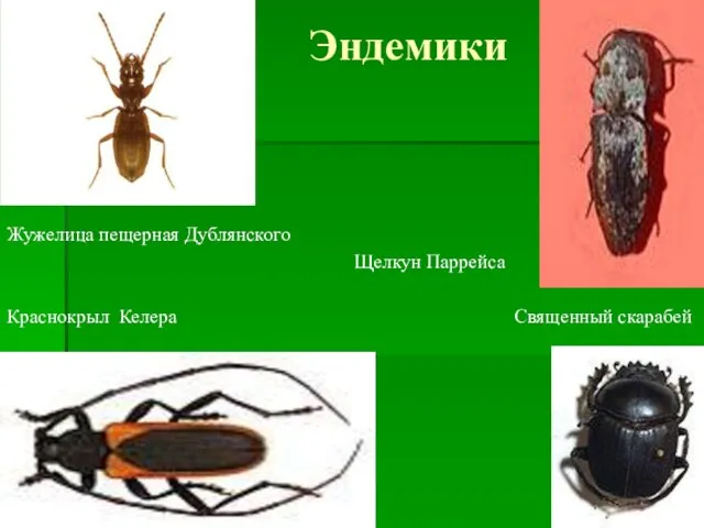 Эндемики Жужелица пещерная Дублянского Щелкун Паррейса Краснокрыл Келера Священный скарабей