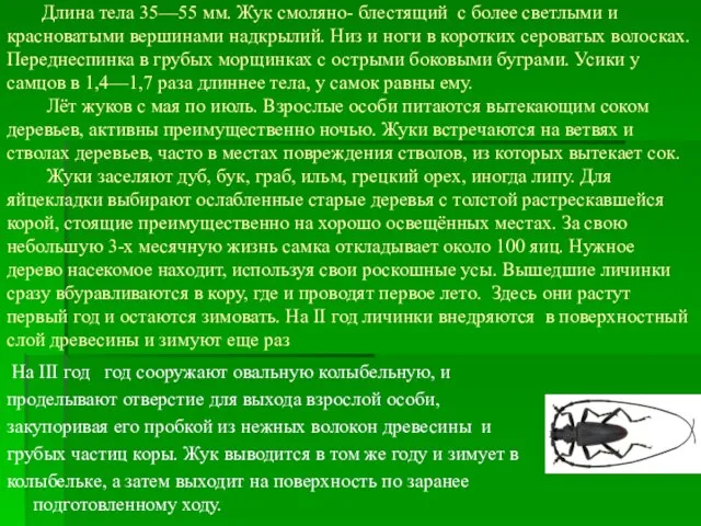 Длина тела 35—55 мм. Жук смоляно- блестящий с более светлыми и