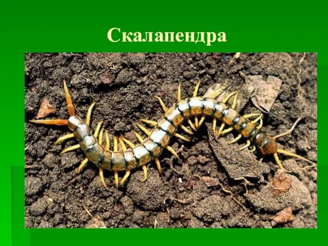 Скалапендра