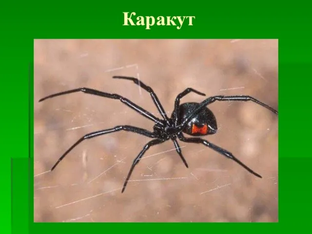 Каракут