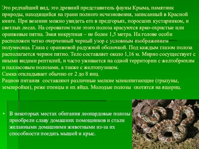 Это редчайший вид, это древний представитель фауны Крыма, памятник природы, находящийся