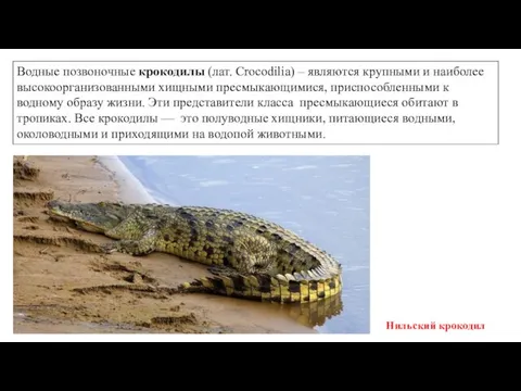 Водные позвоночные крокодилы (лат. Crocodilia) – являются крупными и наиболее высокоорганизованными