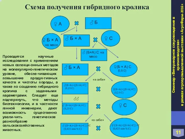 Схема получения гибридного кролика ♀ А ♂ Б ♀ С ♂