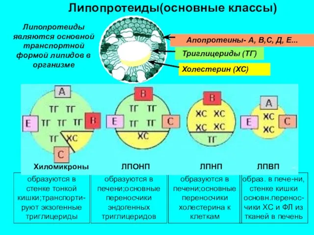 образ. в пече-ни,стенке кишки основн.перенос-чики ХС и ФЛ из тканей в