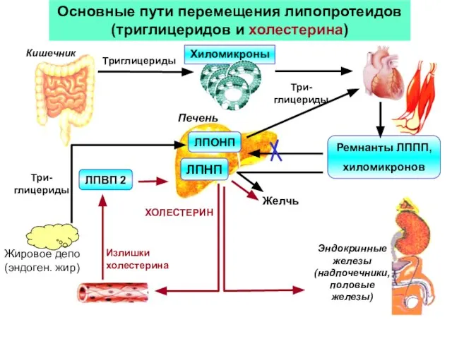 Основные пути перемещения липопротеидов (триглицеридов и холестерина) Кишечник Хиломикроны Эндокринные железы