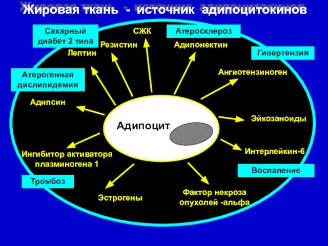 Жировая ткань - источник адипоцитокинов Адипонектин Лептин Ингибитор активатора плазминогена 1