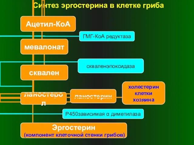 Синтез эргостерина в клетке гриба