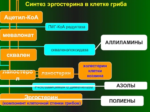 Синтез эргостерина в клетке гриба