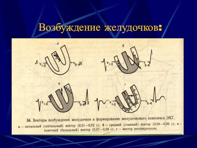 Возбуждение желудочков: