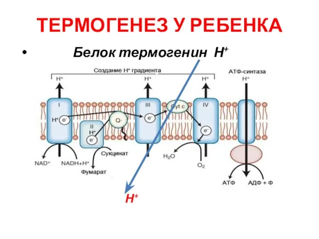 ТЕРМОГЕНЕЗ У РЕБЕНКА Белок термогенин Н+ Н+