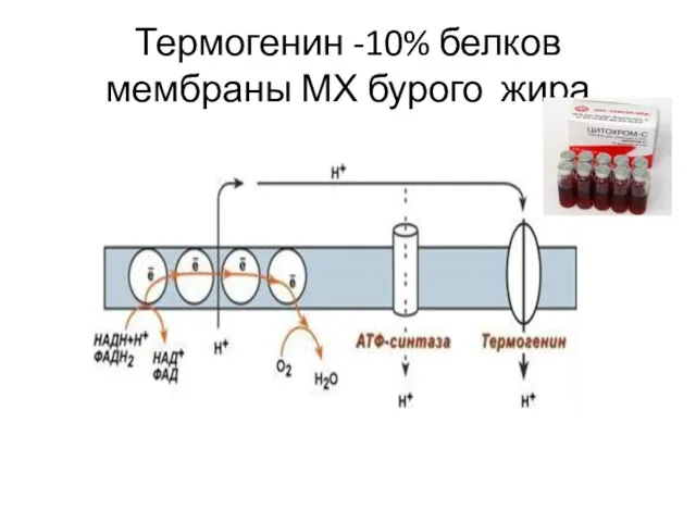 Термогенин -10% белков мембраны МХ бурого жира