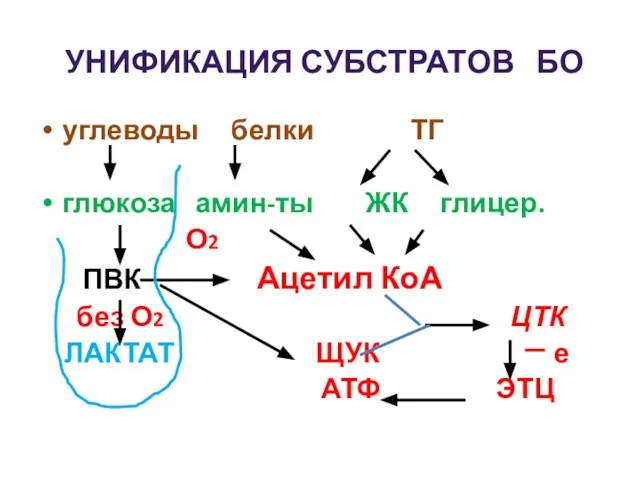 УНИФИКАЦИЯ СУБСТРАТОВ БО углеводы белки ТГ глюкоза амин-ты ЖК глицер. О2