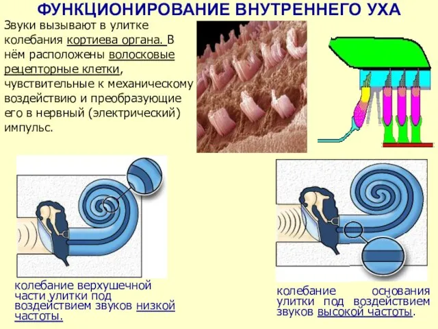 ФУНКЦИОНИРОВАНИЕ ВНУТРЕННЕГО УХА колебание основания улитки под воздействием звуков высокой частоты.