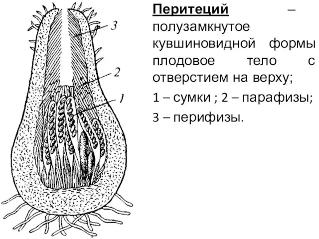 Перитеций – полузамкнутое кувшиновидной формы плодовое тело с отверстием на верху;
