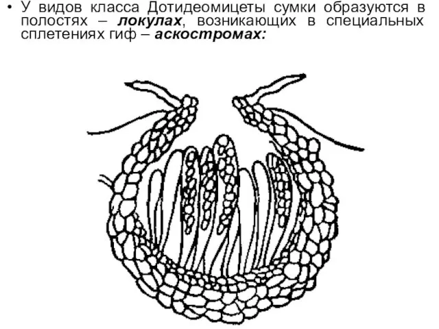 У видов класса Дотидеомицеты сумки образуются в полостях – локулах, возникающих