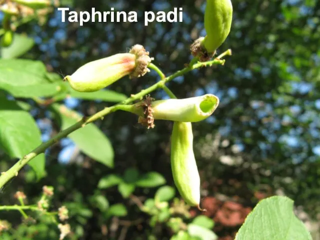 Taphrina padi