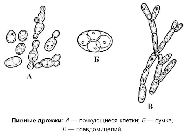 Пивные дрожжи: А — почкующиеся клетки; Б — сумка; В — псевдомицелий.