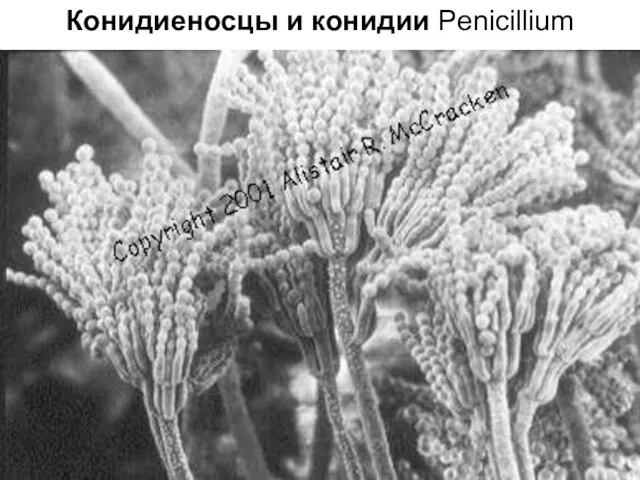 Конидиеносцы и конидии Penicillium