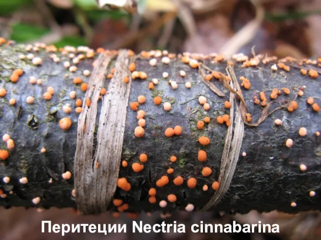 Перитеции Nectria cinnabarina