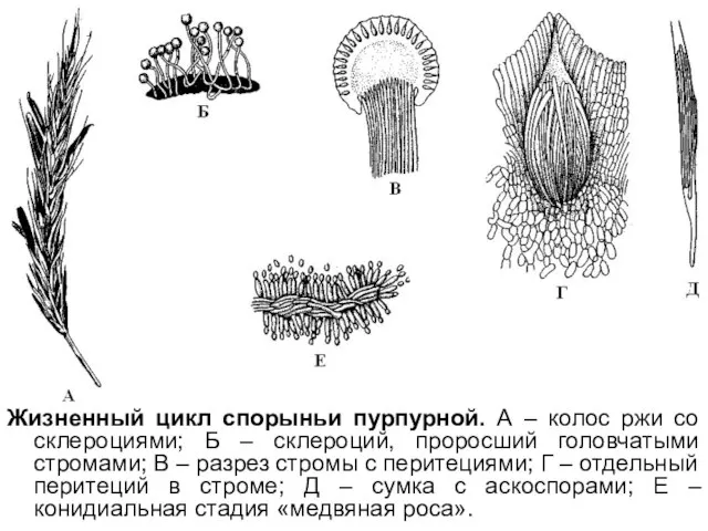 Жизненный цикл спорыньи пурпурной. А – колос ржи со склероциями; Б