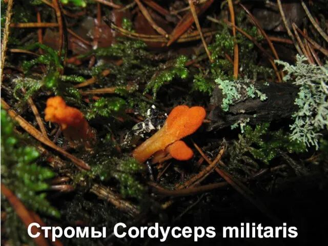 Стромы Cordyceps militaris