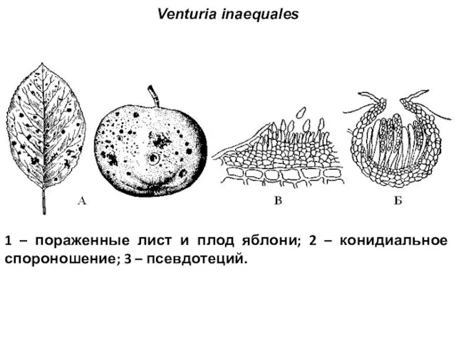 Venturia inaequales 1 – пораженные лист и плод яблони; 2 – конидиальное спороношение; 3 – псевдотеций.