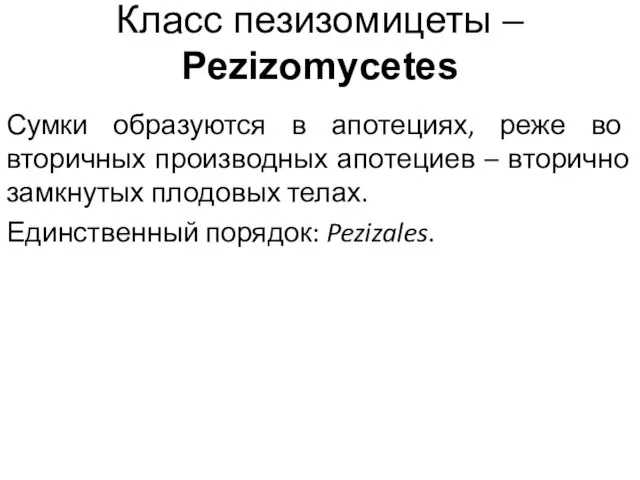 Класс пезизомицеты – Pezizomycetes Сумки образуются в апотециях, реже во вторичных