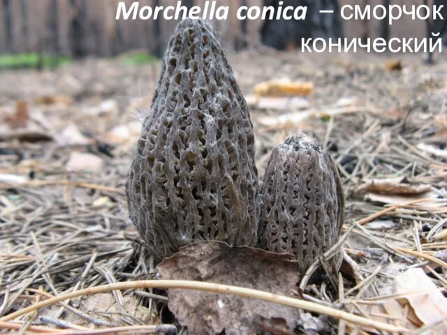 Morchella conica – сморчок конический