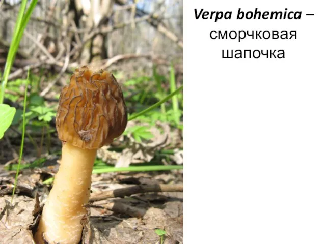 Verpa bohemica – сморчковая шапочка