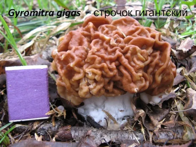 Gyromitra gigas – строчок гигантский