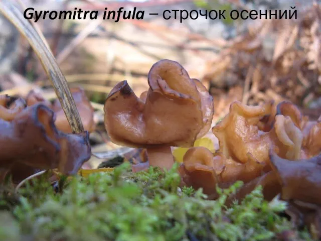 Gyromitra infula – строчок осенний