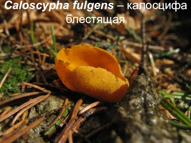 Caloscypha fulgens – калосцифа блестящая