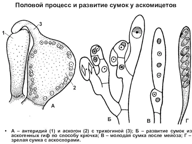 Половой процесс и развитие сумок у аскомицетов А – антеридий (1)