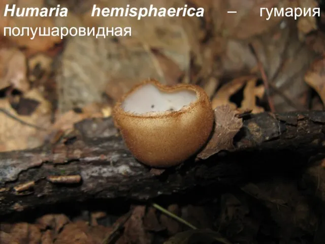 Humaria hemisphaerica – гумария полушаровидная